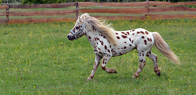 Appaloosa mini horses in the meadow
