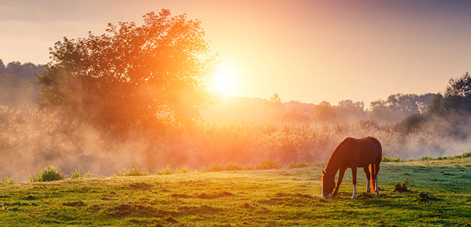 Arabian horses grazing on pasture at sundown in orange sunny beams.