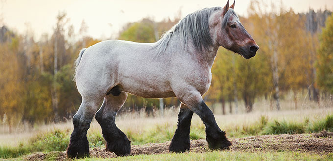 Cheval de trait belge dans le champ d'été au coucher du soleil