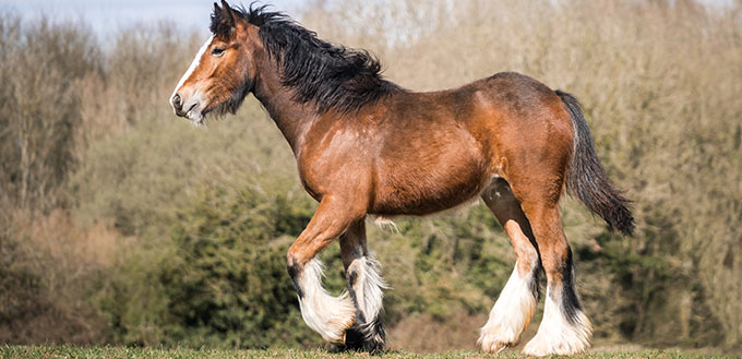 Big strong young bay Irish gypsey cob shire horse foal standing proud in sunshine countryside paddock field setting blue sky and green grass.