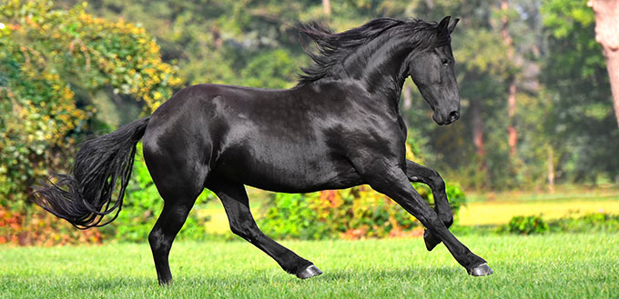 Black friesian horse with long mane runs in the blooming green garden in spring.