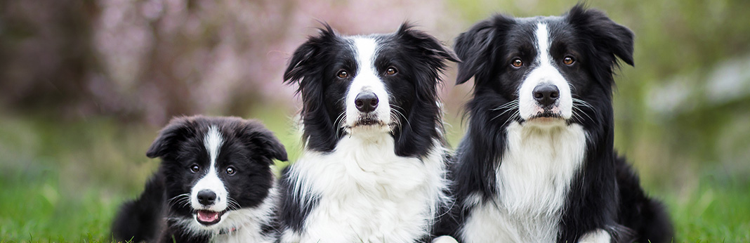 Border Collie: Breed Information, Characteristics, and Facts