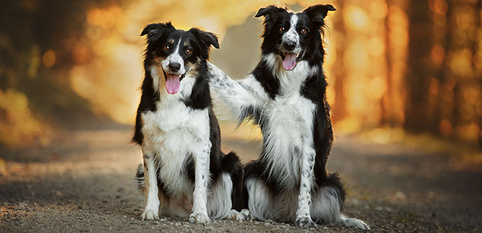 Border collies hug each other.