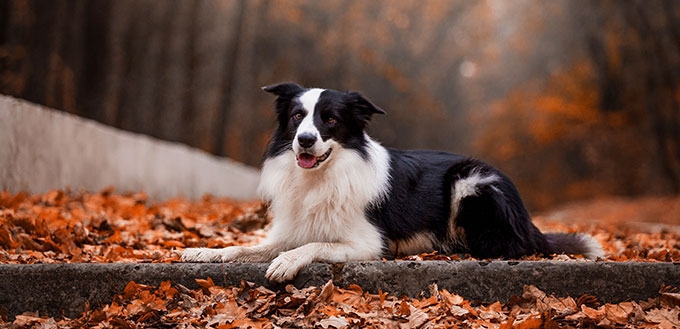 Dog breed Border Collie in the autumn forest