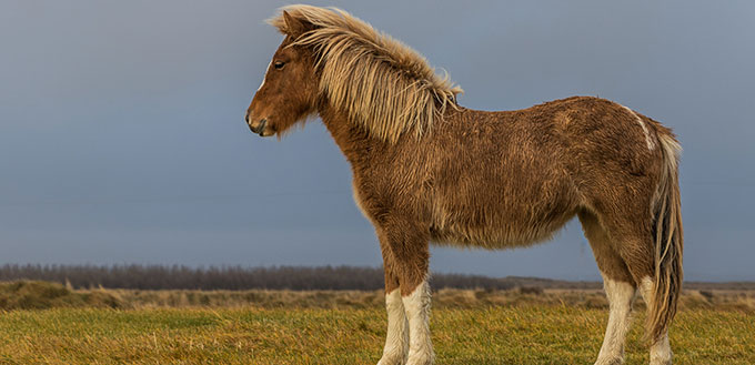 Cheval islandais