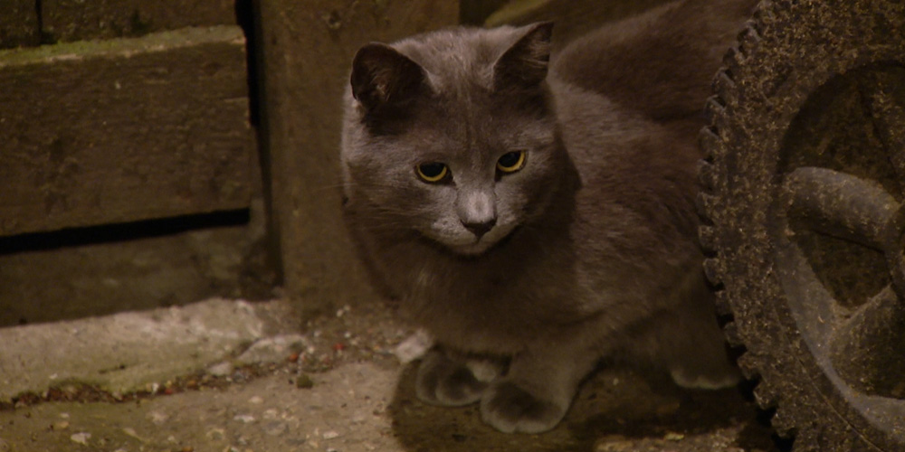 Meet The Cats Fighting Chicago’s Rat Problem