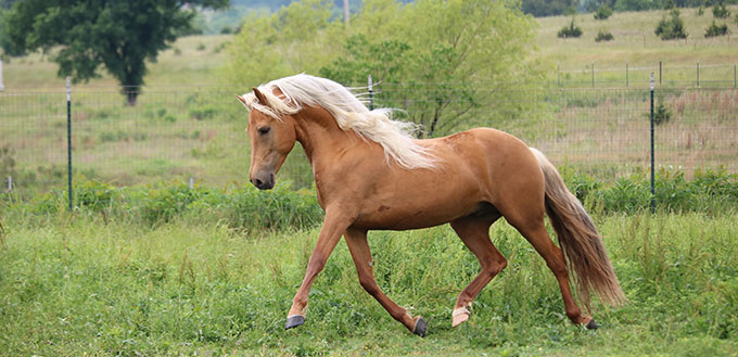 Étalon Palomino Morgan