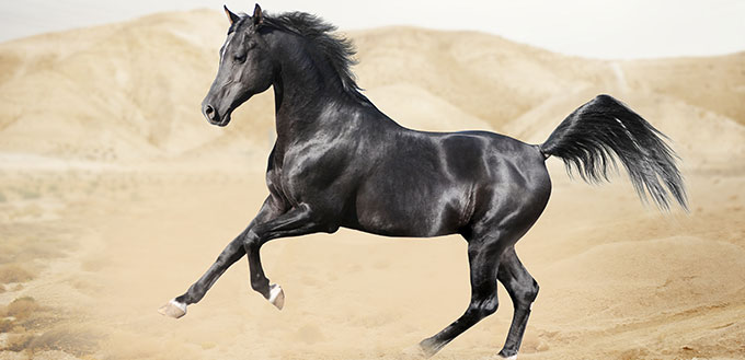 Purebred white arabian horse in desert