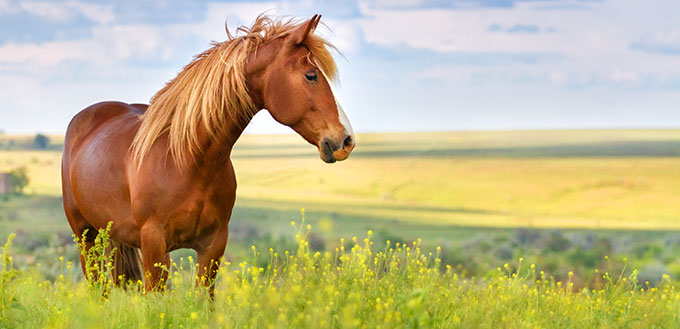 Red horse with long mane in flower field against sky