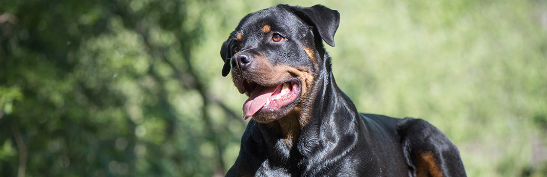 Rottweiler: Breed Information, Characteristics, and Facts