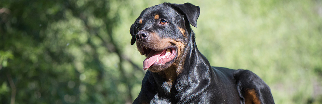 are rottweilers expensive to keep