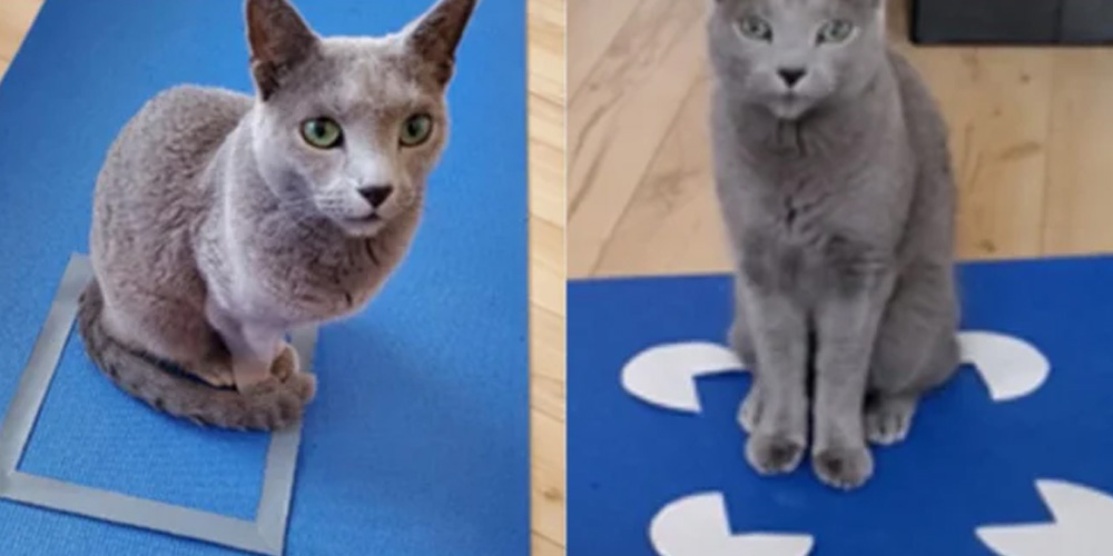 Scientific Study Shows That Cats are Drawn to Sitting in Squares