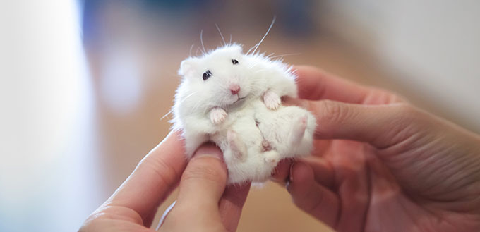 Selective Focused on Cute Little Exotic Female Winter White Dwarf Hamster receiving massage from owner.