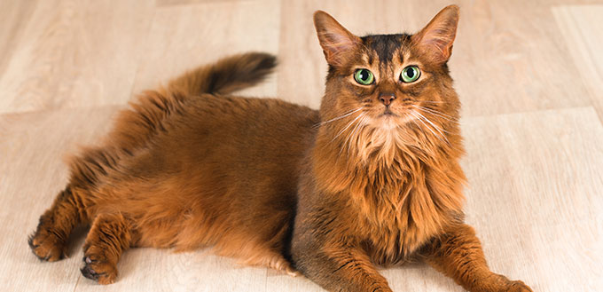 Portrait de chat somalien allongé au studio sur parquet en bois clair