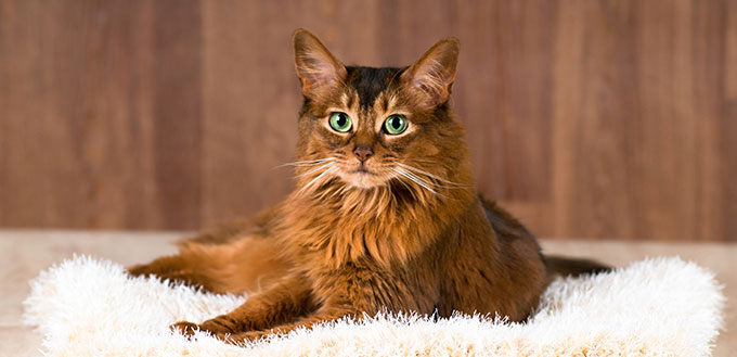 Portrait de chat somalien sur lit moelleux couché et regardant la caméra