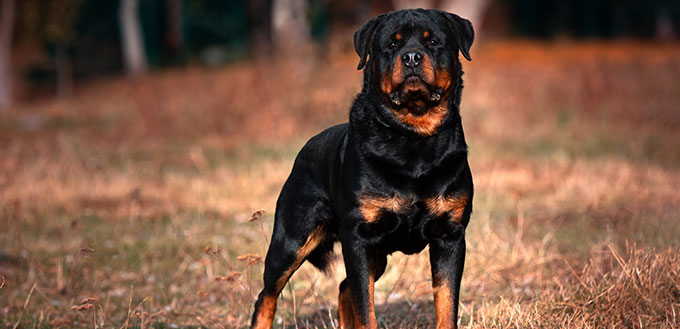 Strong Rottweiler dog on nature background