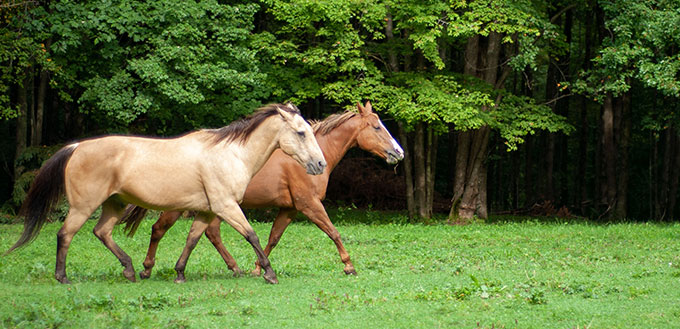 Tennessee Walking horses are naturally gaited horses known for their unique four-beat gaits that are often described as smooth or silk