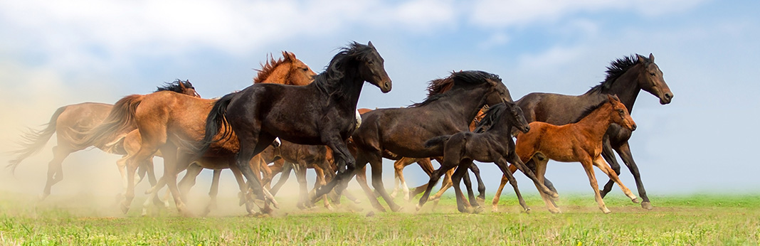 The-10-Best-Horse-Breeds-in-Detail