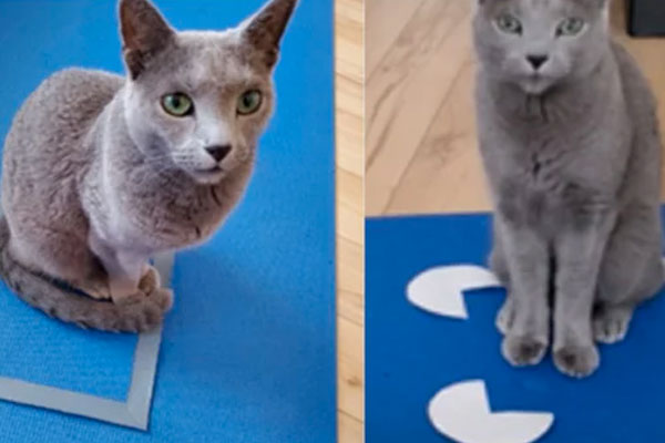 Two cats on mat