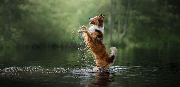 dog border collie in the water on the lake