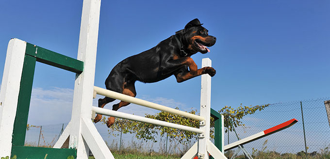 purebred rottweiler jumping in a training of agility