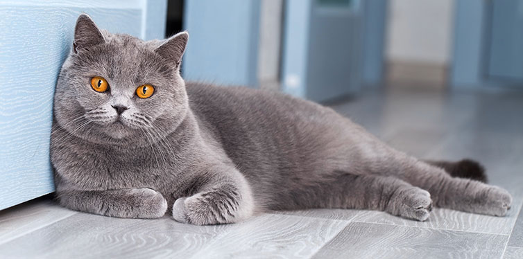 A beautiful domestic cat is resting in a light blue room, a gray Shorthair cat with yellow eyes looking at the camera