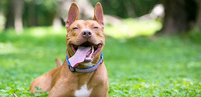 A blissfully happy red and white Pit Bull Terrier mixed breed dog relaxing in the grass with its tongue hanging out