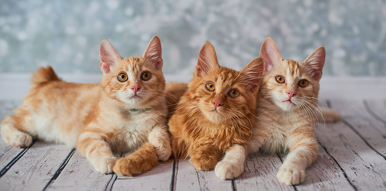 A photo of funny red american bobtail cats three monthes old on blured background