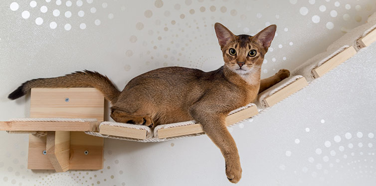 Abyssinian cat ruddy closeup on a wooden ladder, a pole, a hammock