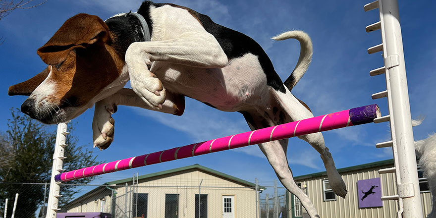 Action shot of Treeing Walker coonhound dog jumping agility sport on sunny day against bright contrast blue color sky