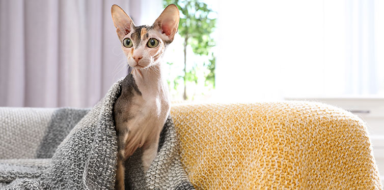 Adorable Sphynx cat under blanket on sofa at home, space for text. Cute friendly pet