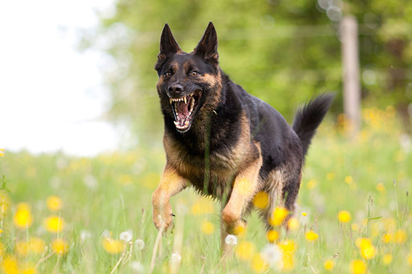 Aggressive german shepard dor run close with opened mouth and show teeth frontal