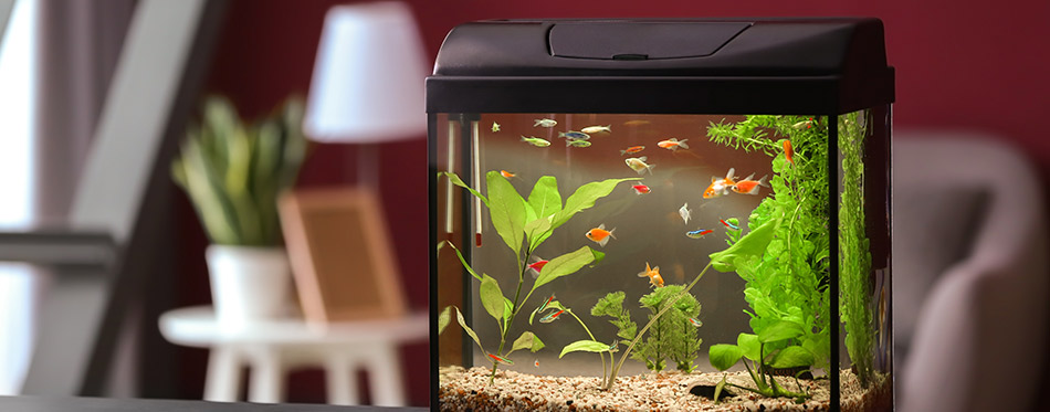 Beautiful aquarium on table in room