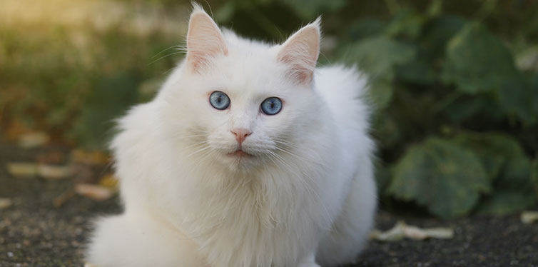 Beautiful white turkish cat with blue eyes