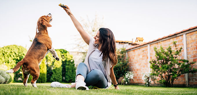 Beautiful woman giving food to dog from her hand.