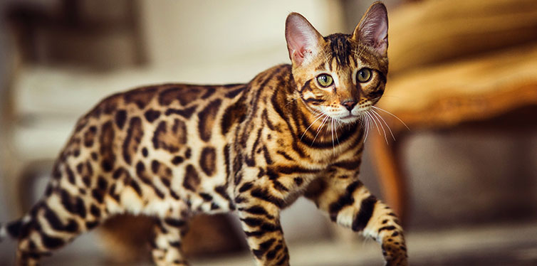 Bengal cat like a leopard sneaks