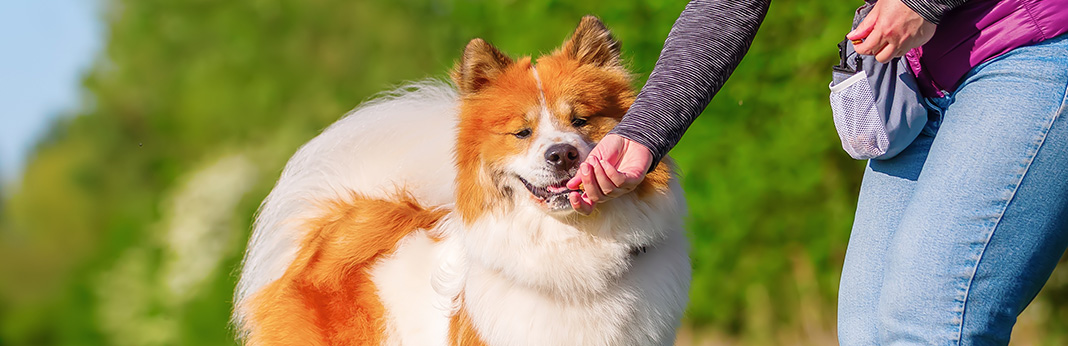 Best DIY Frozen Dog Treats: Recipes You Can Try This Summer