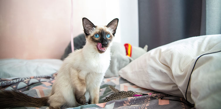 Blue eyed Balinese pedigree cat