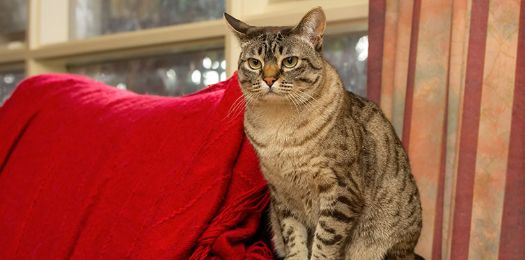 Cat Sitting on Couch