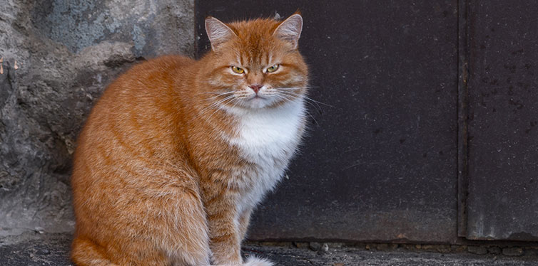 Cymric cat sitting on a grunge background and watching into the camera with angry face.