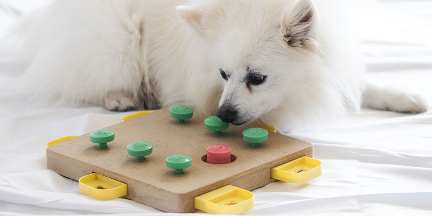 Dog playing Intellectual game on Puzzle Toy