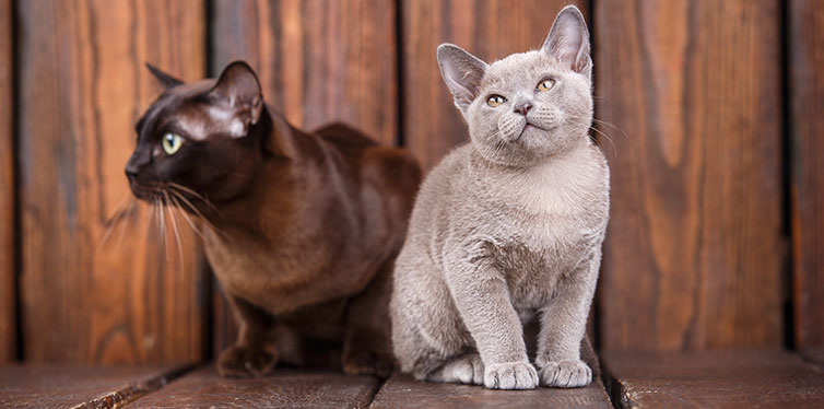 European Burmese