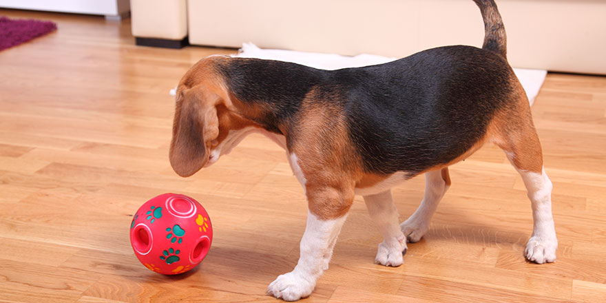 Female Beagle puppy inside a modern apartment playing with an interactive ball