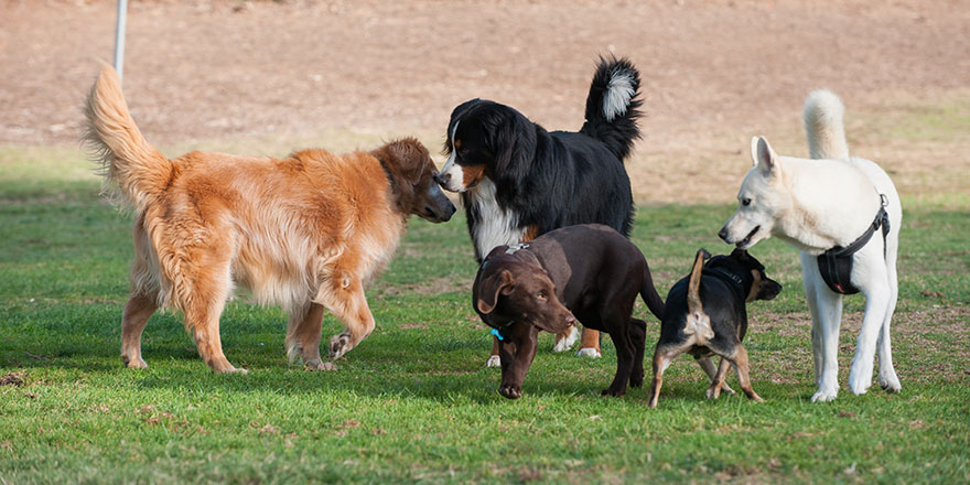 Group of dogs getting acquainted by smelling each other