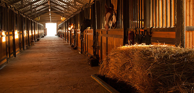 In the stable with horses in a equestrian center near russian city Kaluga.