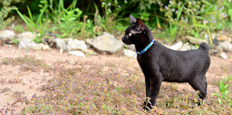 Japanese bobtail black cat walking in the plantation