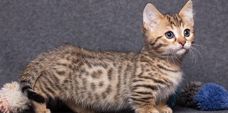 Munchkin Bengal cat