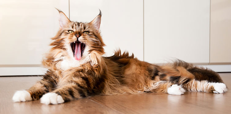 Natural lighting and shadow of blur Maine coon cat sunbathing on wooden floor in bedroom background with copy space.