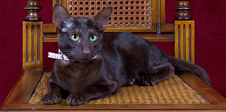 Oriental Shorthair havana