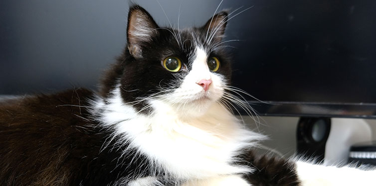 Ragamuffin Cat Lying on its stomach